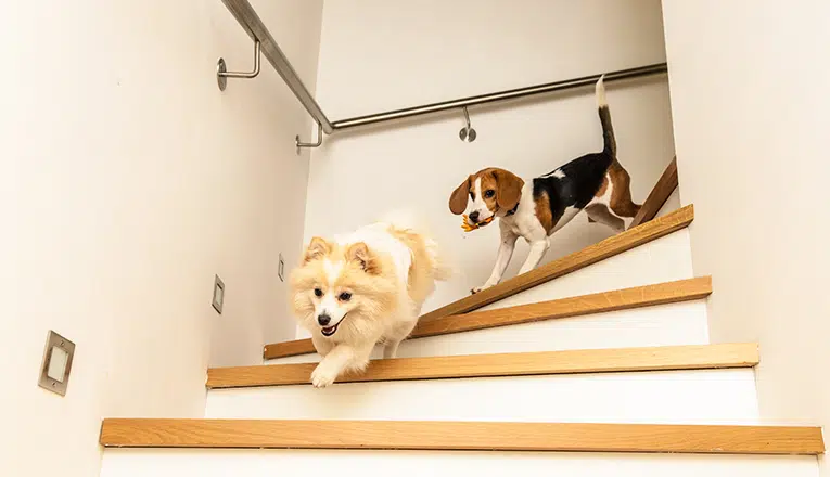 Un cane utilizza un montascale per cani.