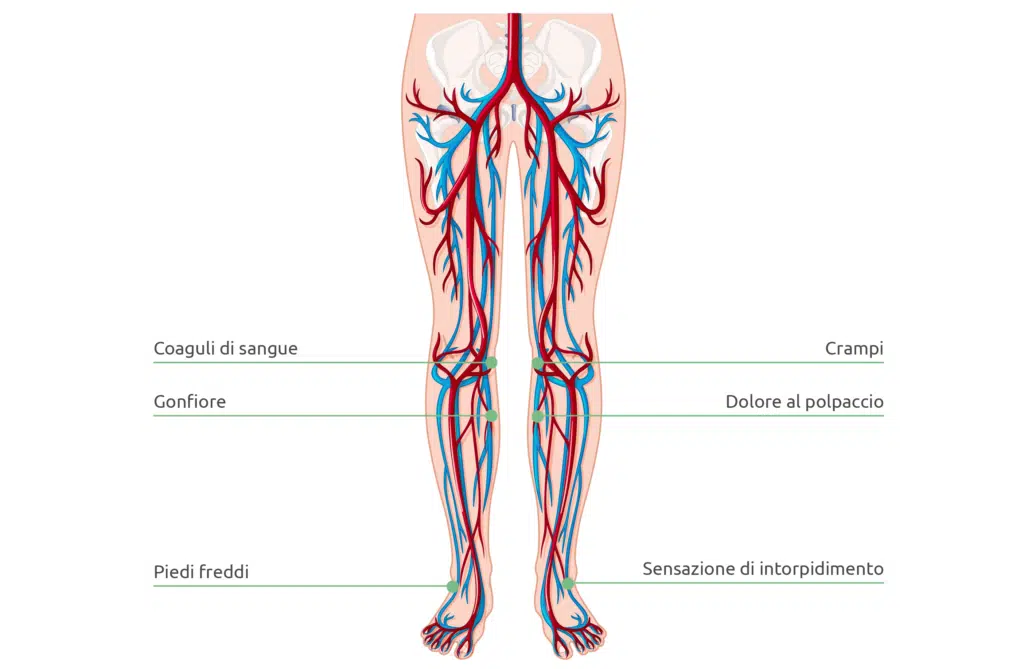 La circolazione del sangue è importante per tutto il corpo perché fornisce a tutti gli organi e gli arti ossigeno in quantità sufficienti.