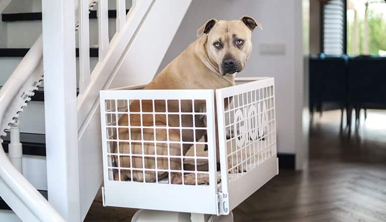 Un cane è seduto in una panca su un montascale con pedana.